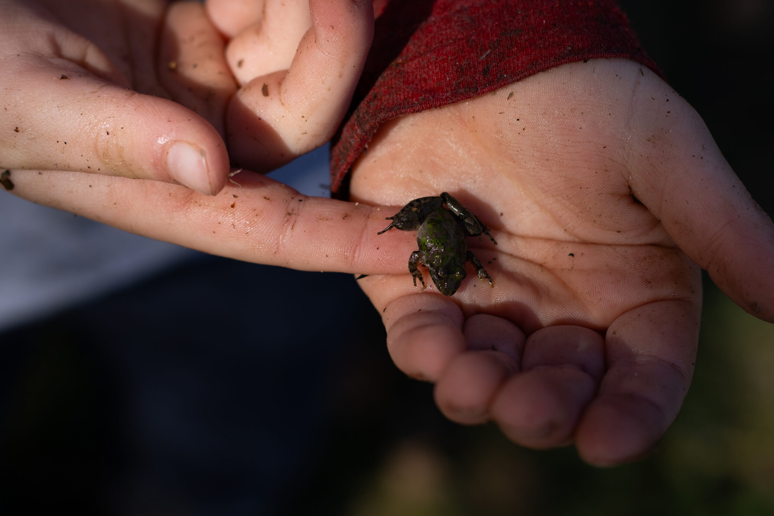 the world’s best frog catcher